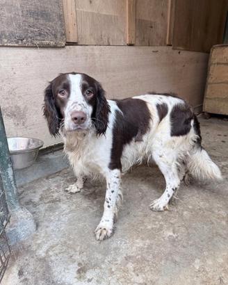 cucciolo springer spaniel
