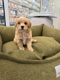 Maltipoo Mini Toy