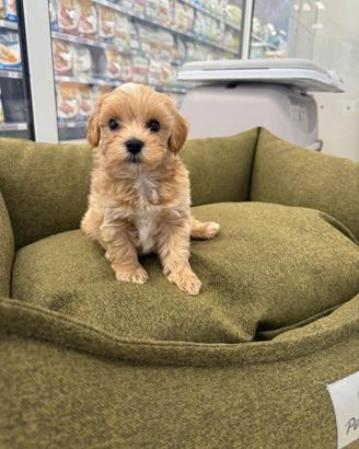 Maltipoo Mini Toy
