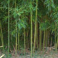 Canne bambù gratis
