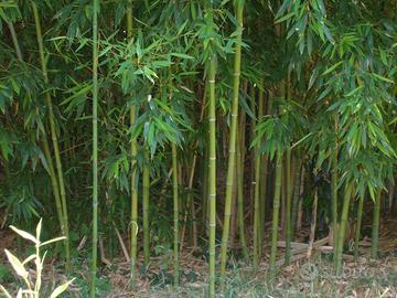 Canne bambù gratis