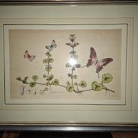 Stampa botanica incorniciata – Gloxinia hirsuta –