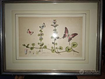 Stampa botanica incorniciata – Gloxinia hirsuta –