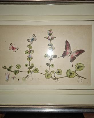 Stampa botanica incorniciata – Gloxinia hirsuta –