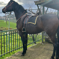 Cavalla spagnola venduta