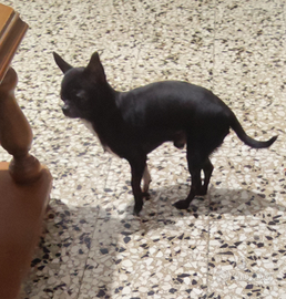 Xft chihuahua mini Toy con pedigree