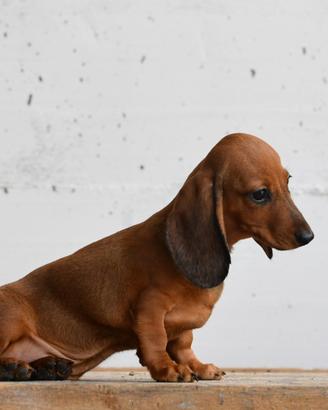 Bassotto femmina con pedigree ENCI