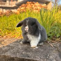 Cuccioli di coniglio nano Minilop