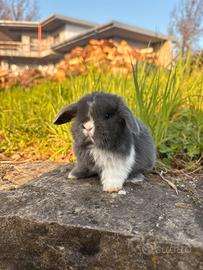 Cuccioli di coniglio nano Minilop