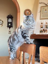 Gattina norvegese
