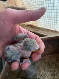 Pulli inseparabili roseicollins