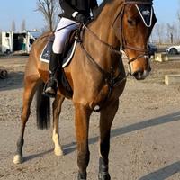 Cavalla da Salto 6 Anni