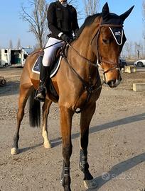 Cavalla da Salto 6 Anni