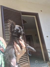 Chihuahua a pelo lungo