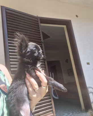 Chihuahua a pelo lungo