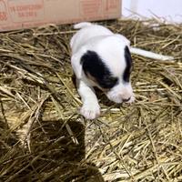 Cuccioli di jack russel a zampa corta