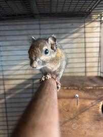 Coppia di scoiattoli (Tamiops swinhoei)