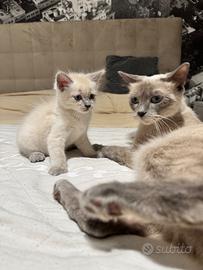 Gattina adorabile color blu point