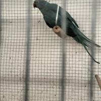 Parrocchetto dal collare