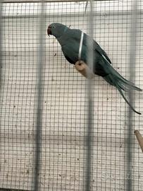 Parrocchetto dal collare