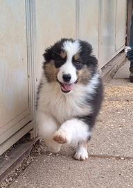 Australian shepherd