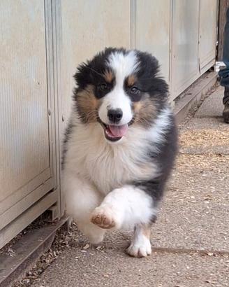 Australian shepherd
