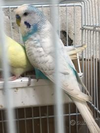 Cocoriti ideali per La Pasqua