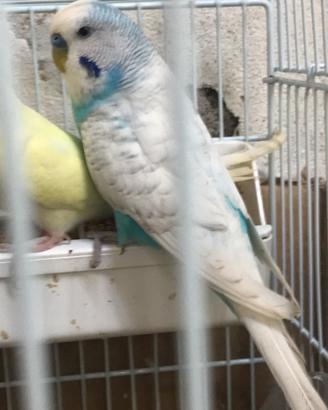 Cocoriti ideali per La Pasqua