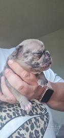 Cucciolo di Bulldog Francese