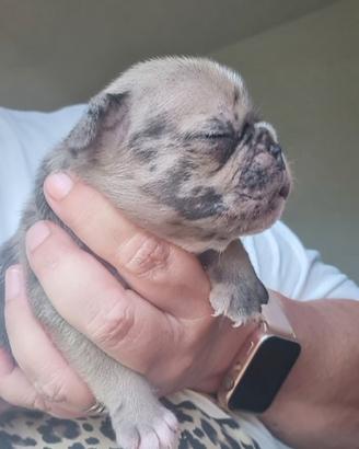 Cucciolo di Bulldog Francese