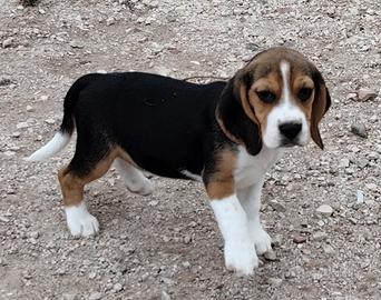 Beagle pedigree ENCI