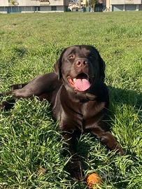 Labrador Chocolate