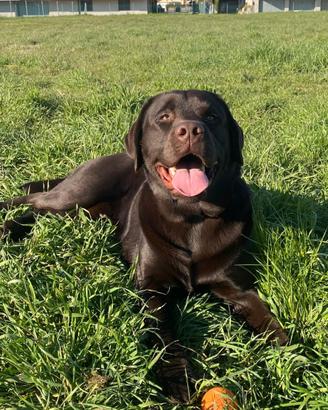 Carta Da Parati Cucciolo Di Labrador Cioccolato Labrador Illustration