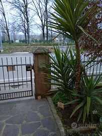 X GIARDINO IN VASO EURO 39 YUCCA METRI 2.50