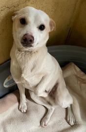 OLLY 3 ANNI 10 KG taglia piccola