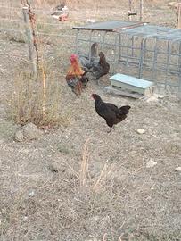 Galline Marans
