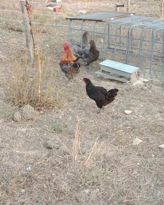 Galline Marans