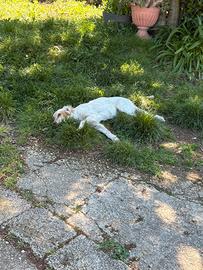 Setter inglese