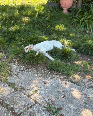 Setter inglese