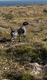 Cuccioli bracco tedesco Kurzhaar