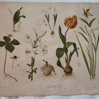 Stampa poster cromolitografia botanica fine '800