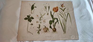 Stampa poster cromolitografia botanica fine '800