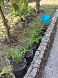 cycas di varie misure