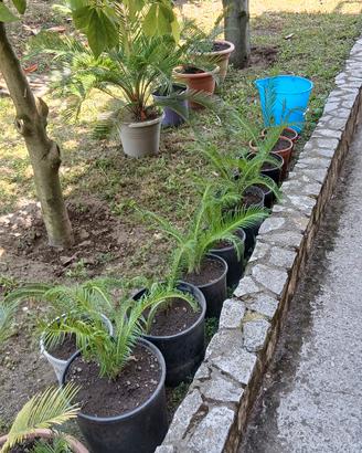 cycas di varie misure