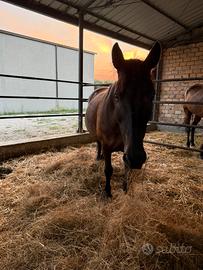 Cavallo castrone