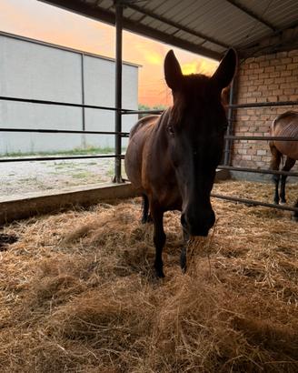 Cavallo castrone