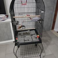 Parrocchetto dal collare "BLU"