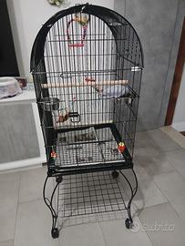 Parrocchetto dal collare "BLU"