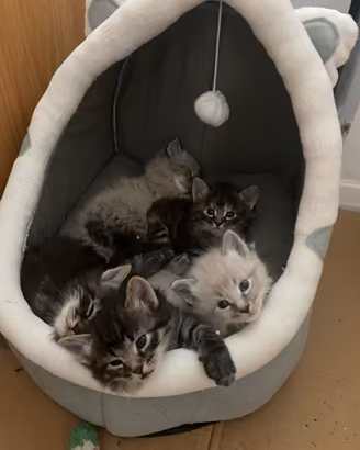 Gattini Siberiani disponibili