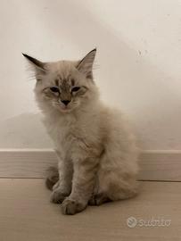 Gattino tipo Siberinao ipoallergenico